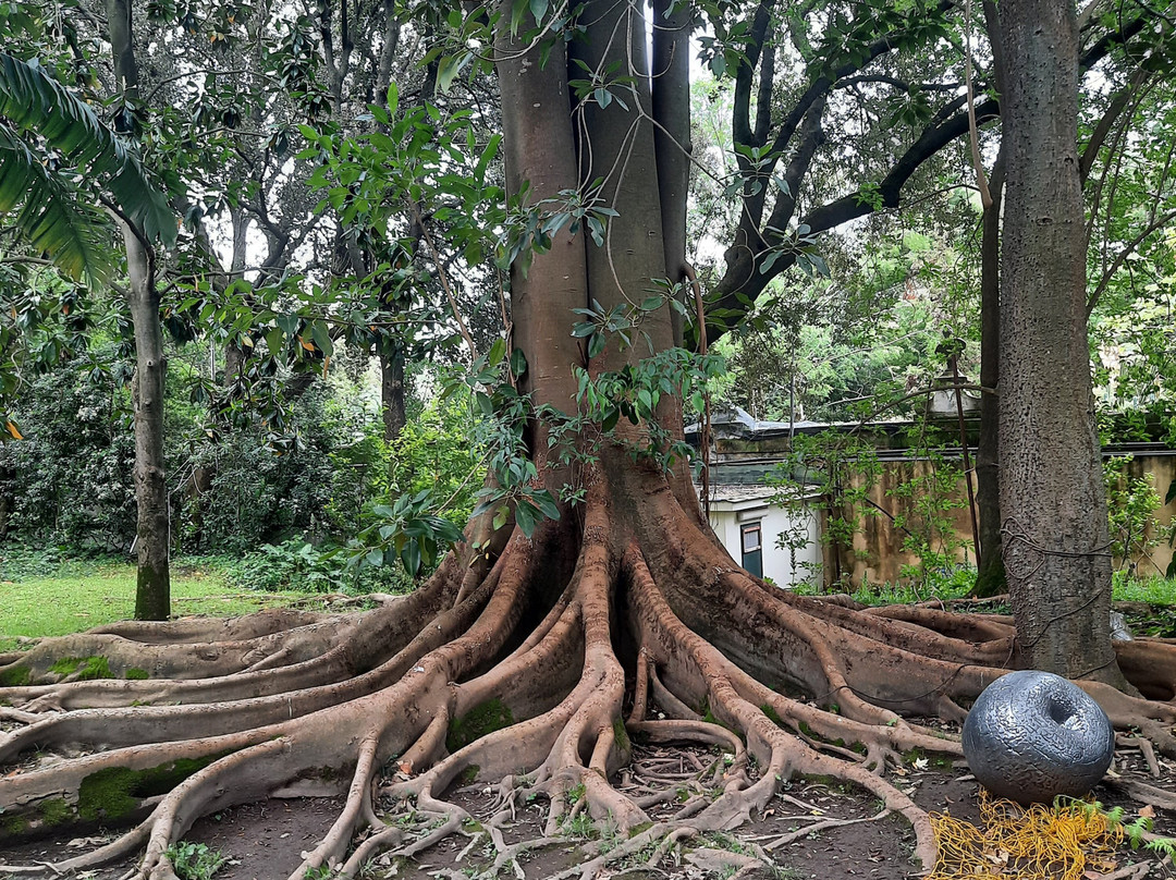 Orto Botanico di Portici景点图片