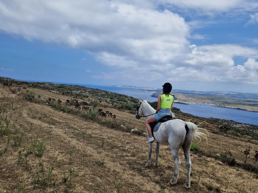 Gozo Stables Horse-Riding景点图片