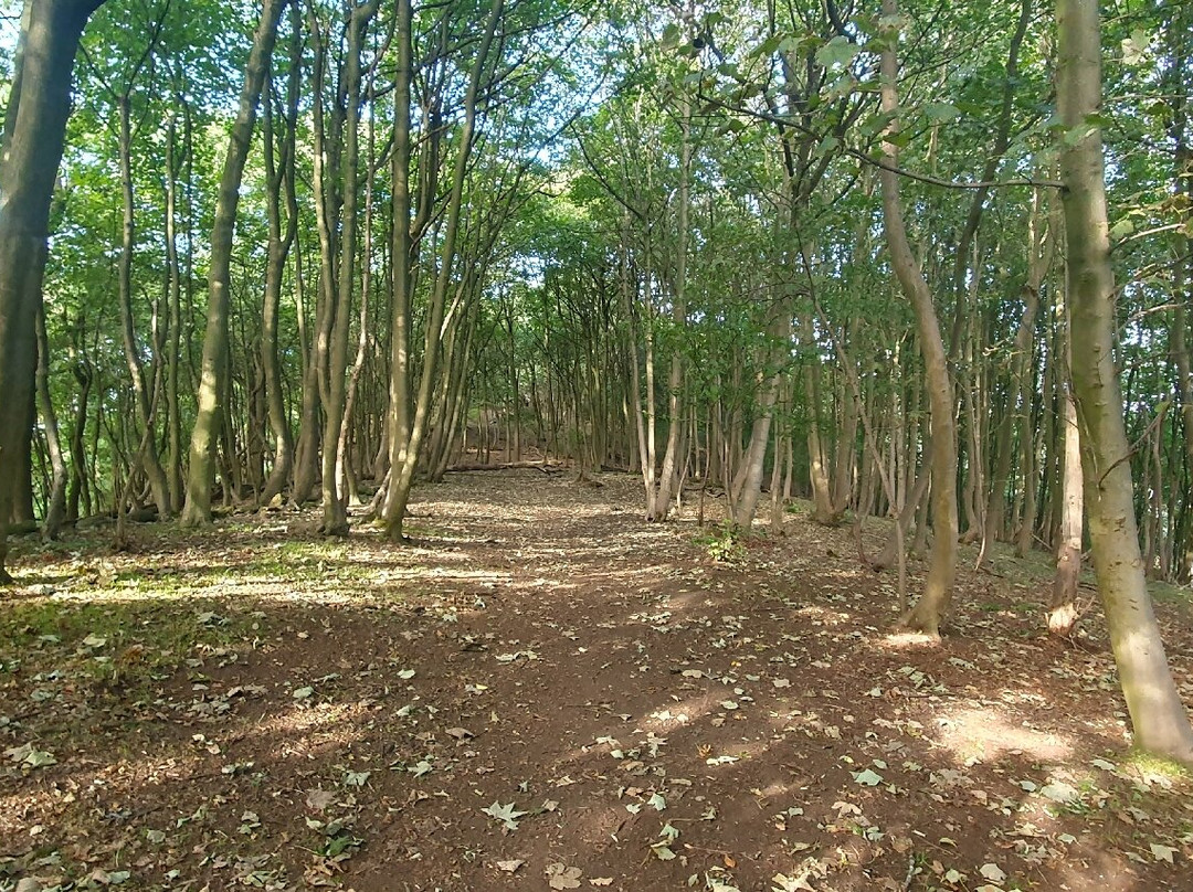 Letham Hill Wood-Inverkeithing必去景点