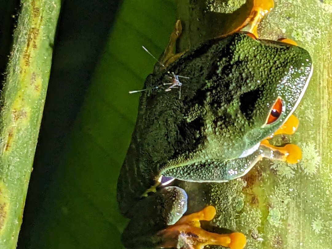 Frog's Paradise景点图片