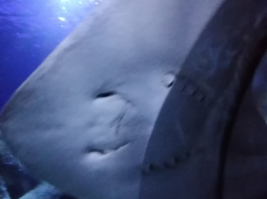 SEA LIFE Hannover-汉诺威必去景点