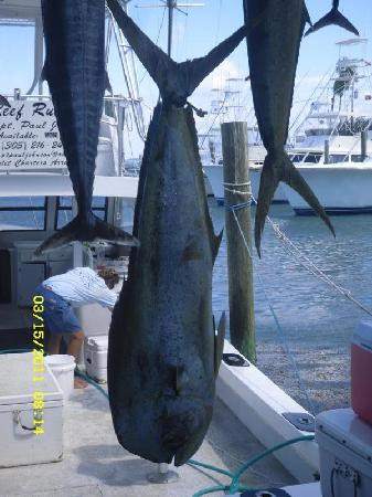 Reef Runner-伊斯拉摩拉达必去景点