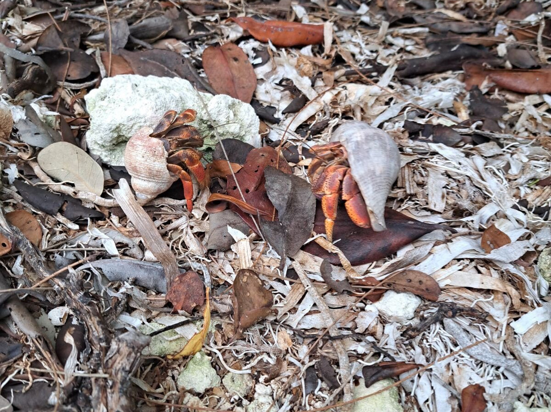 FUNKEY CHARTERS-基韦斯特必去景点