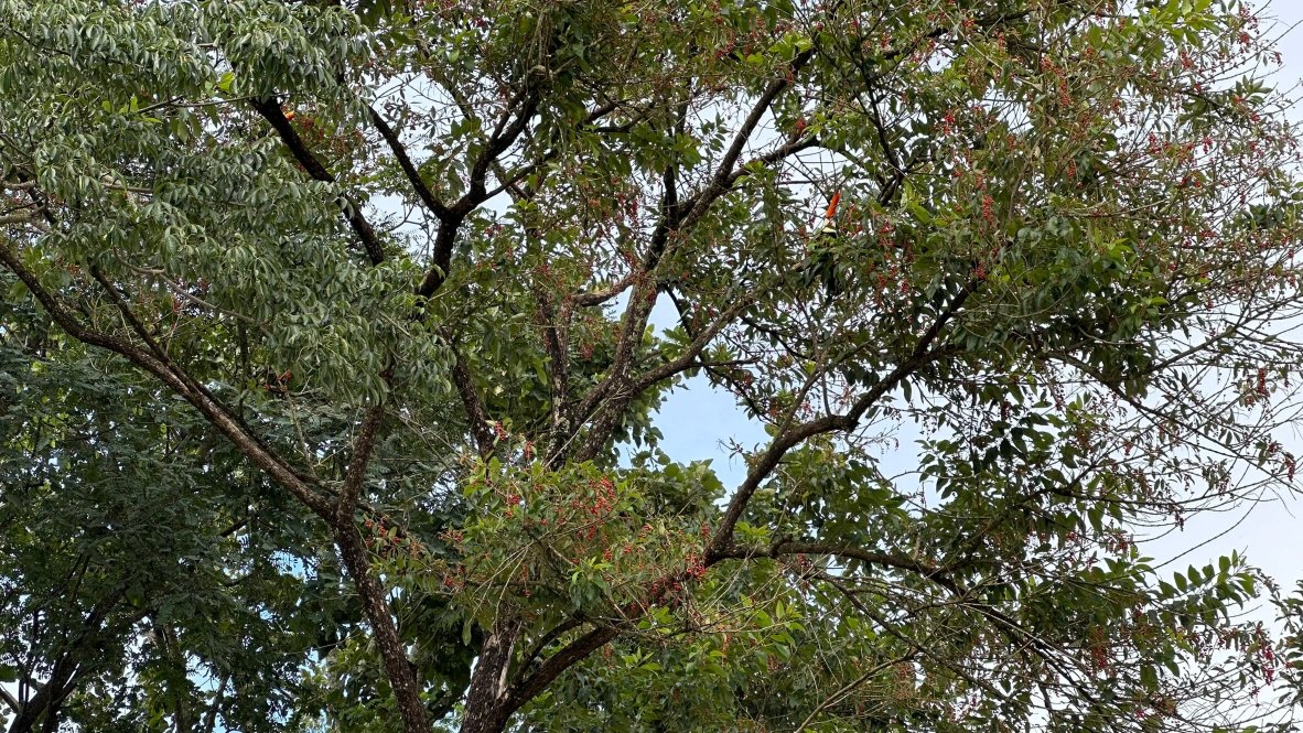 Pousada das Flores-官方