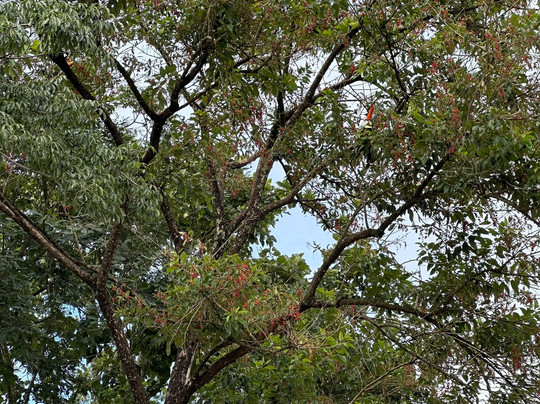 Pousada das Flores主图