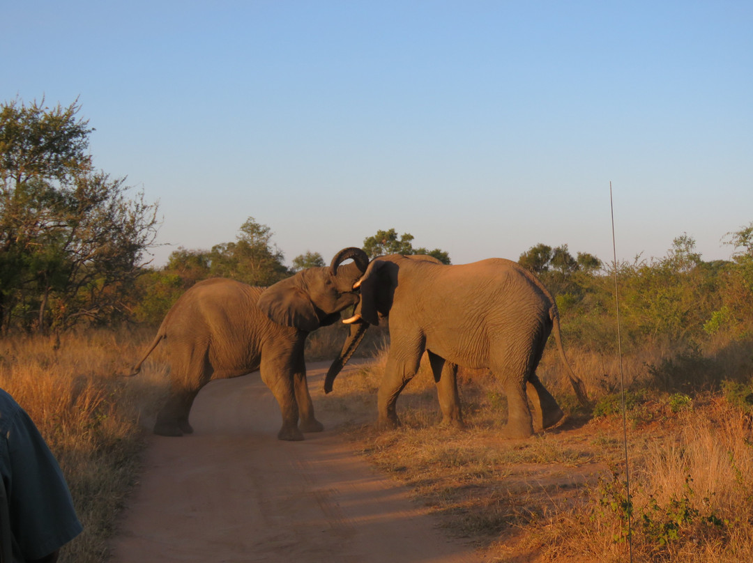 Little Africa Safari Lodge主图