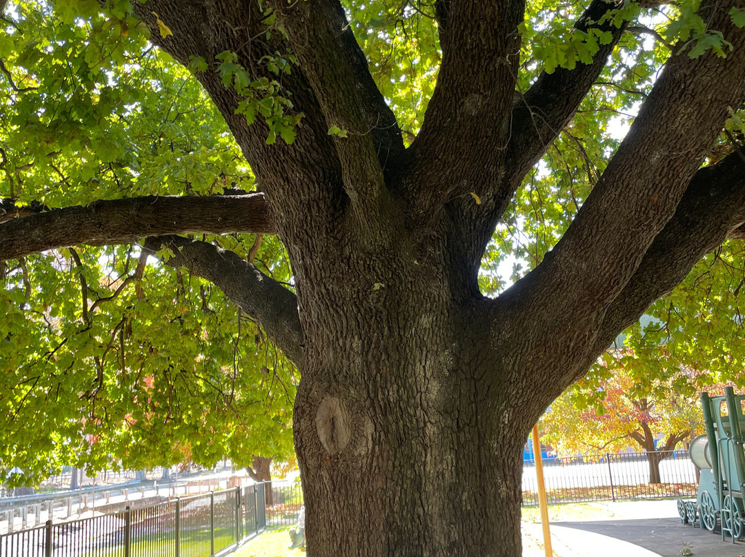 Memorial Park-Junee必去景点