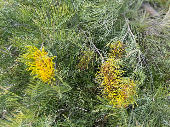 Myall Park Botanic Garden-Glenmorgan必去景点