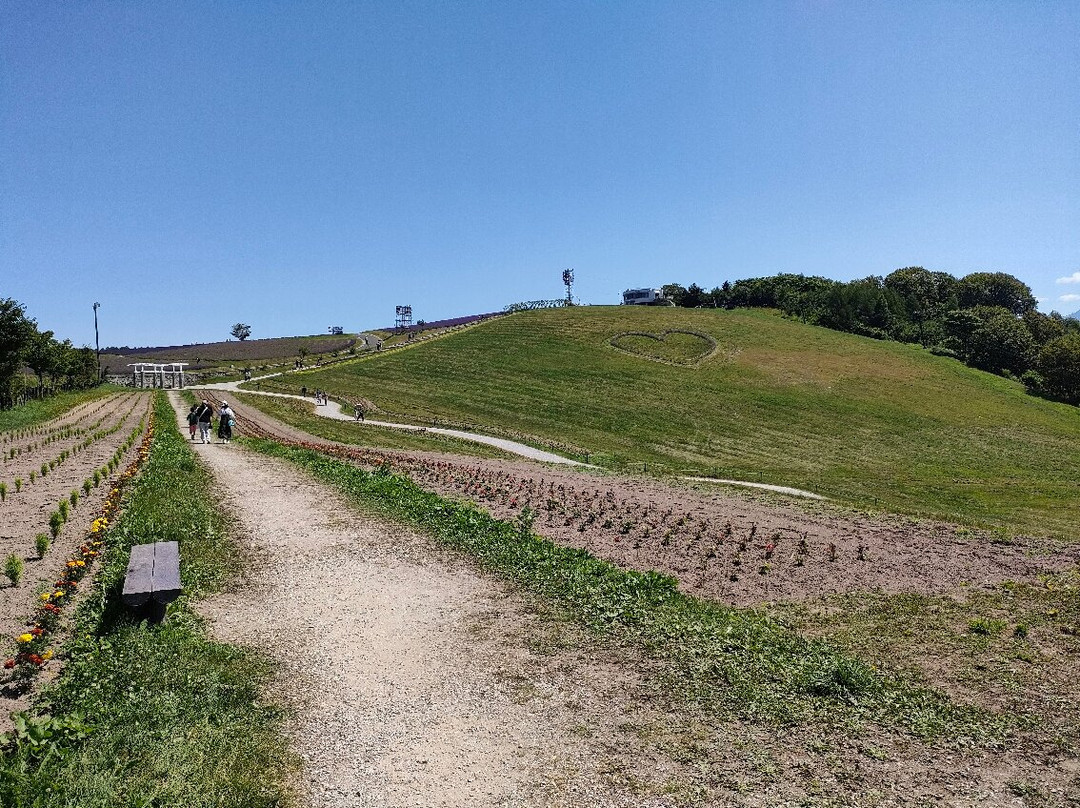 Hinode Lavender Garden-上富良野町必去景点