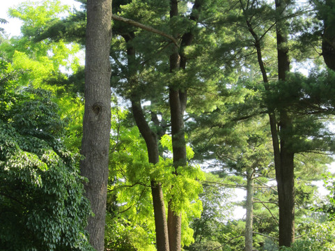 Planting Fields Arboretum State Historic Park-奥伊斯特贝必去景点