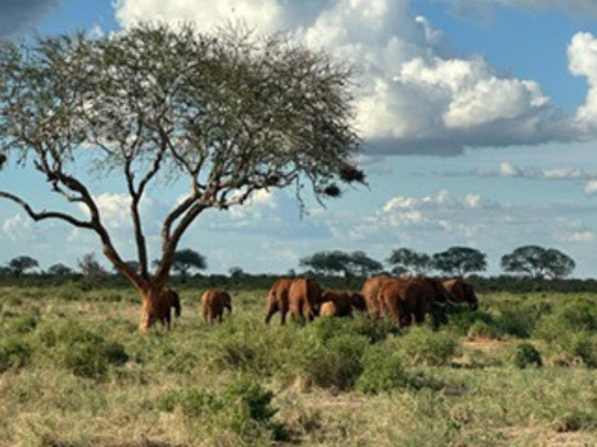 Sorriso Safari Kenya