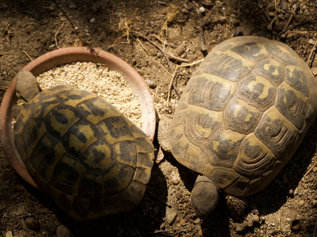 Centre de Reproduccio de Tortugues de l'Albera景点图片