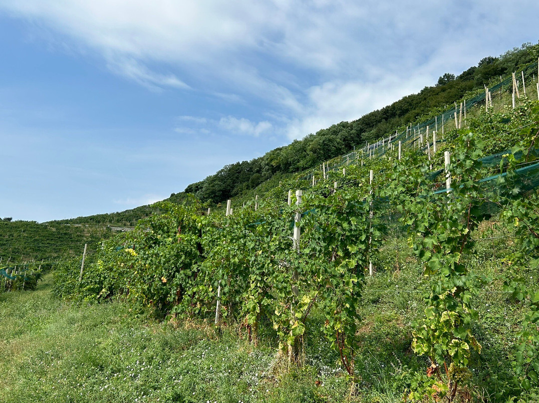 Cantina Pietrovecchio-Santo Stefano必去景点