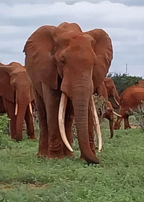 First African Dream Tours & Safaris-蒙巴萨必去景点