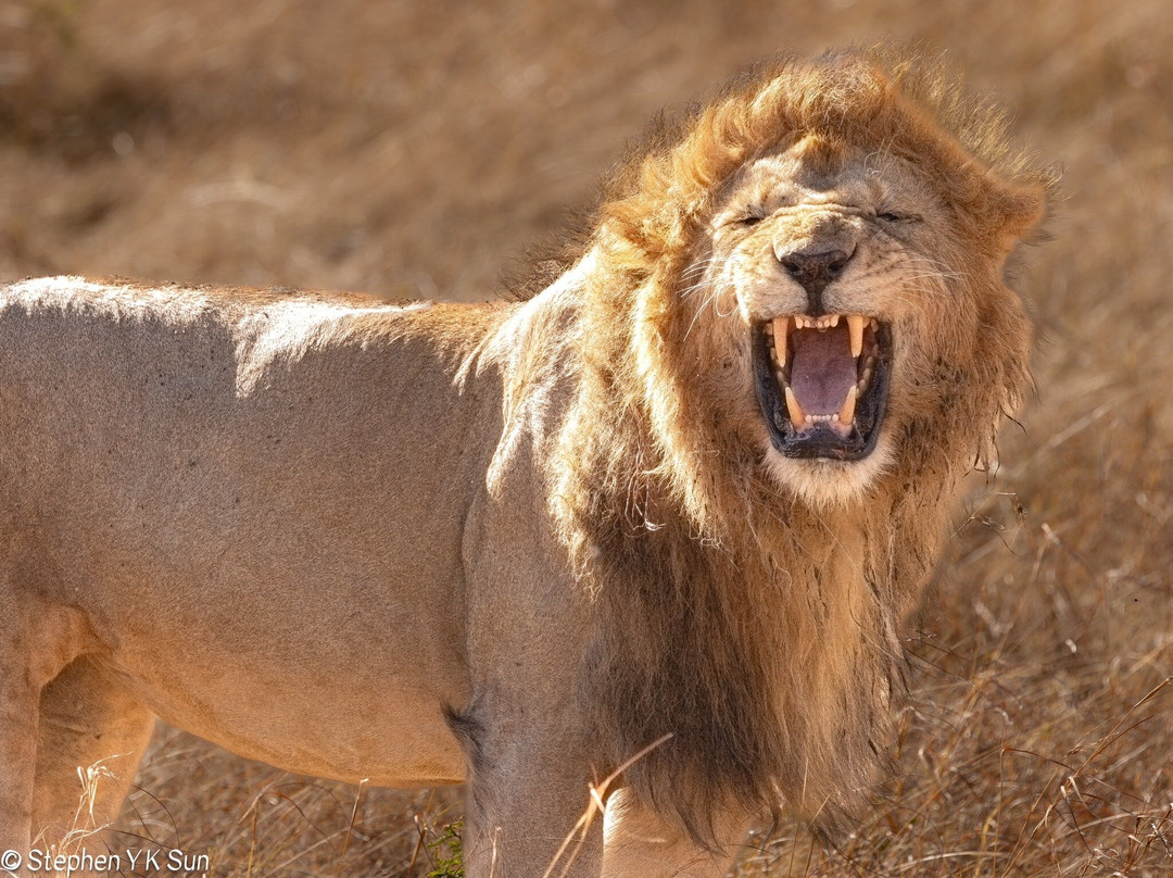 Migration at Serengeti National Park-塞伦盖蒂国家公园必去景点