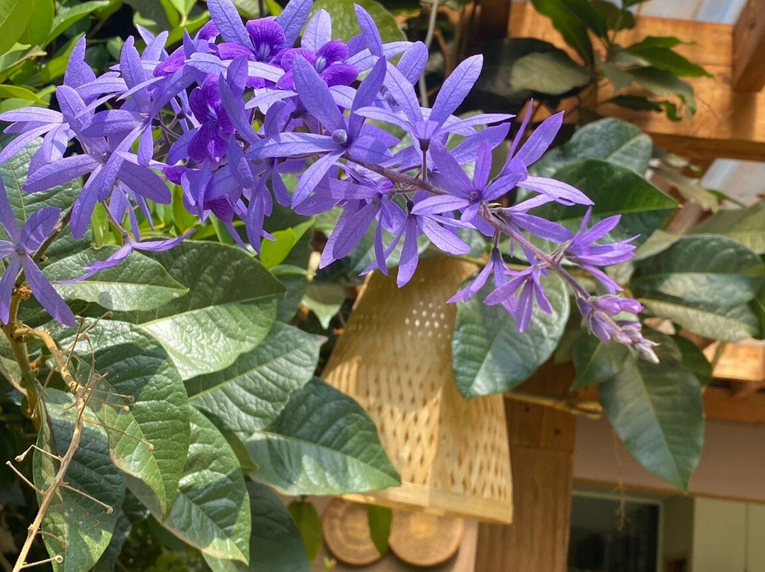 Kinga Homes Boutique Hotel主图