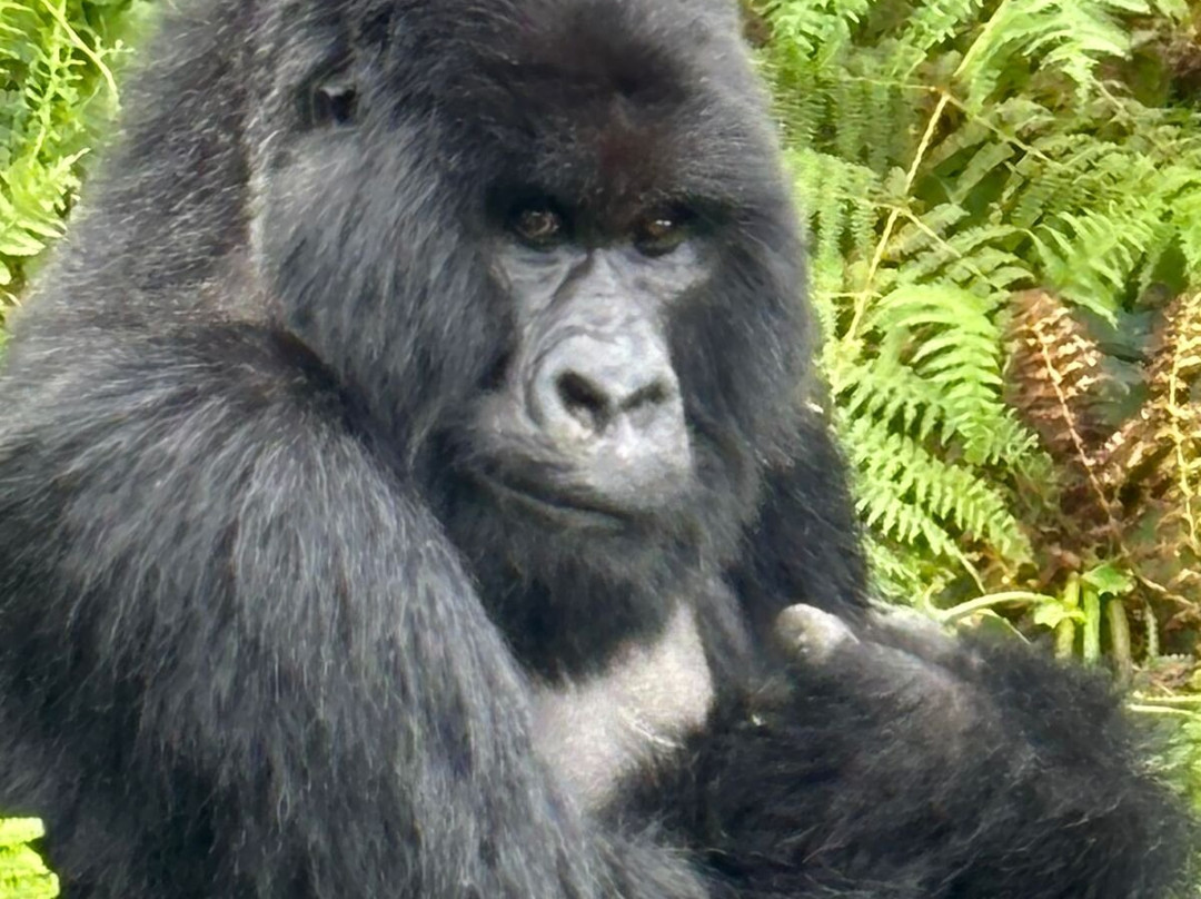 Rwanda Gorilla Tour景点图片