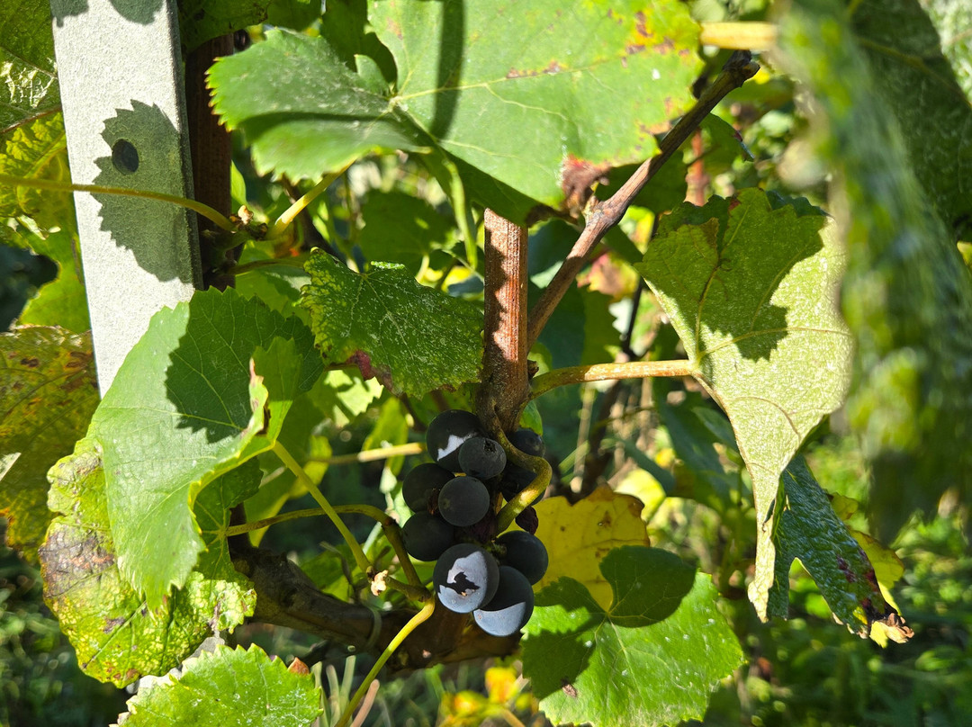 La Vigne du Roy Champagne Day Tours景点图片