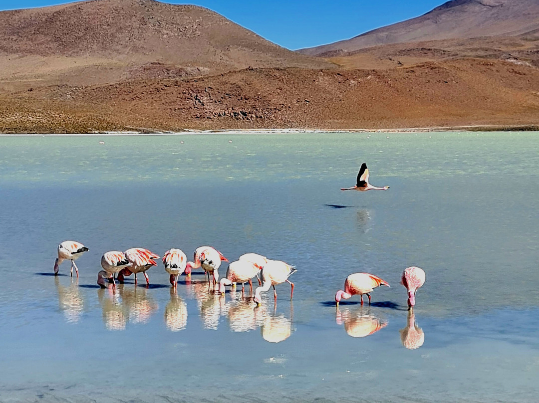 Encanto del SUD Tour Operator-Tupiza必去景点