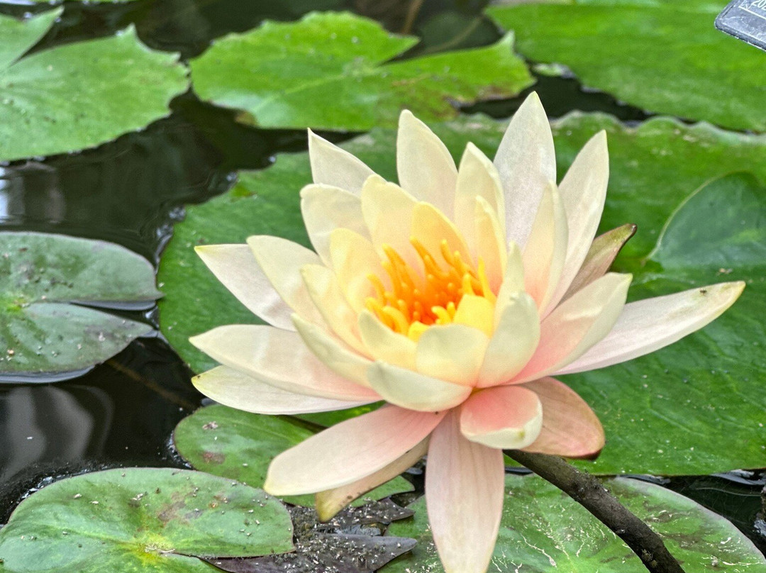 Bennetts Water Gardens景点图片