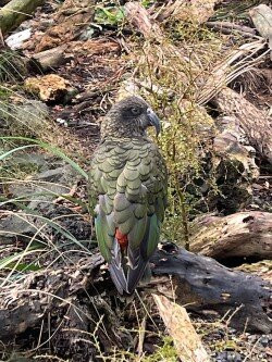 Silver Cloud Tours and Transfers-惠灵顿必去景点