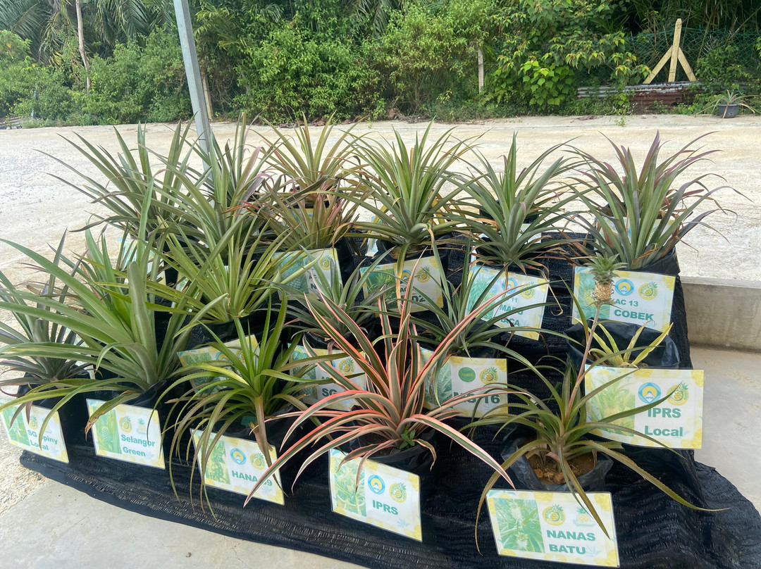 Sky Ladder Pineapple Farm-波德申必去景点