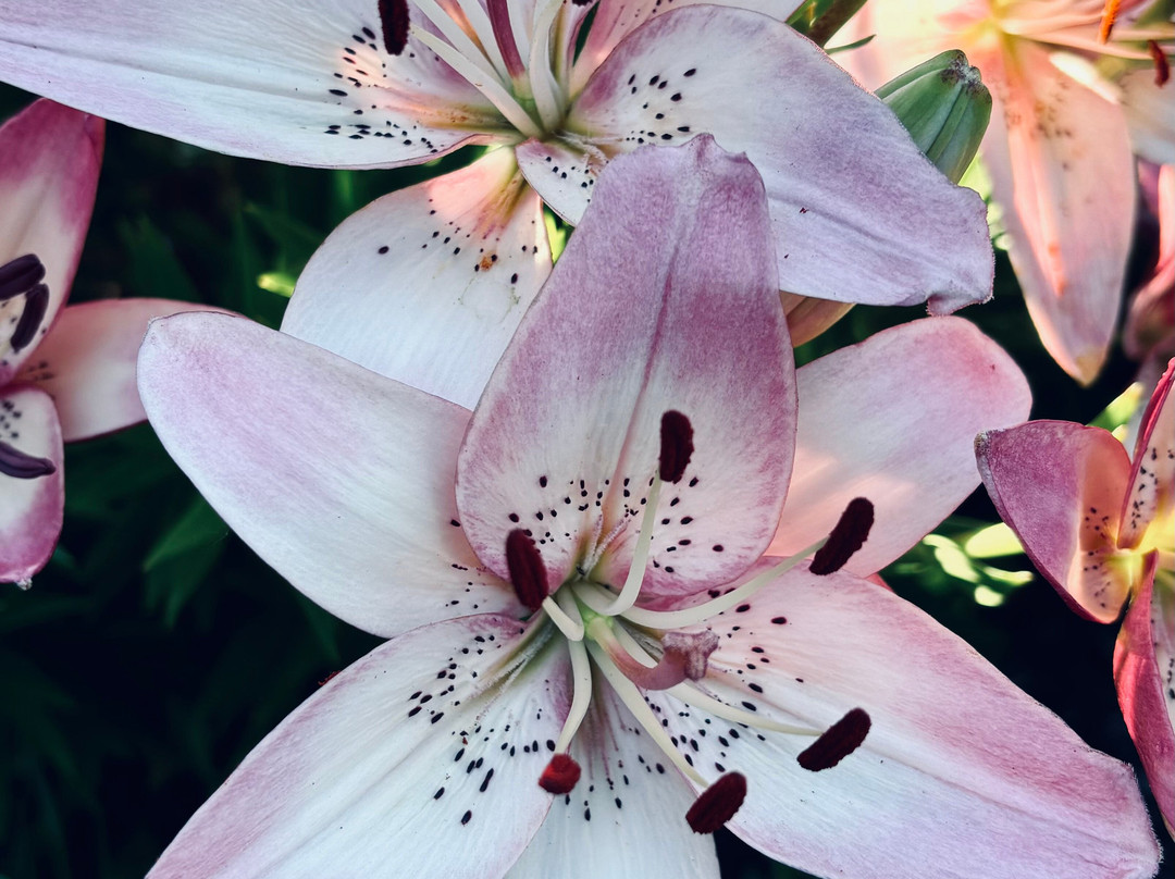 Shelter Gardens-哥伦比亚市必去景点