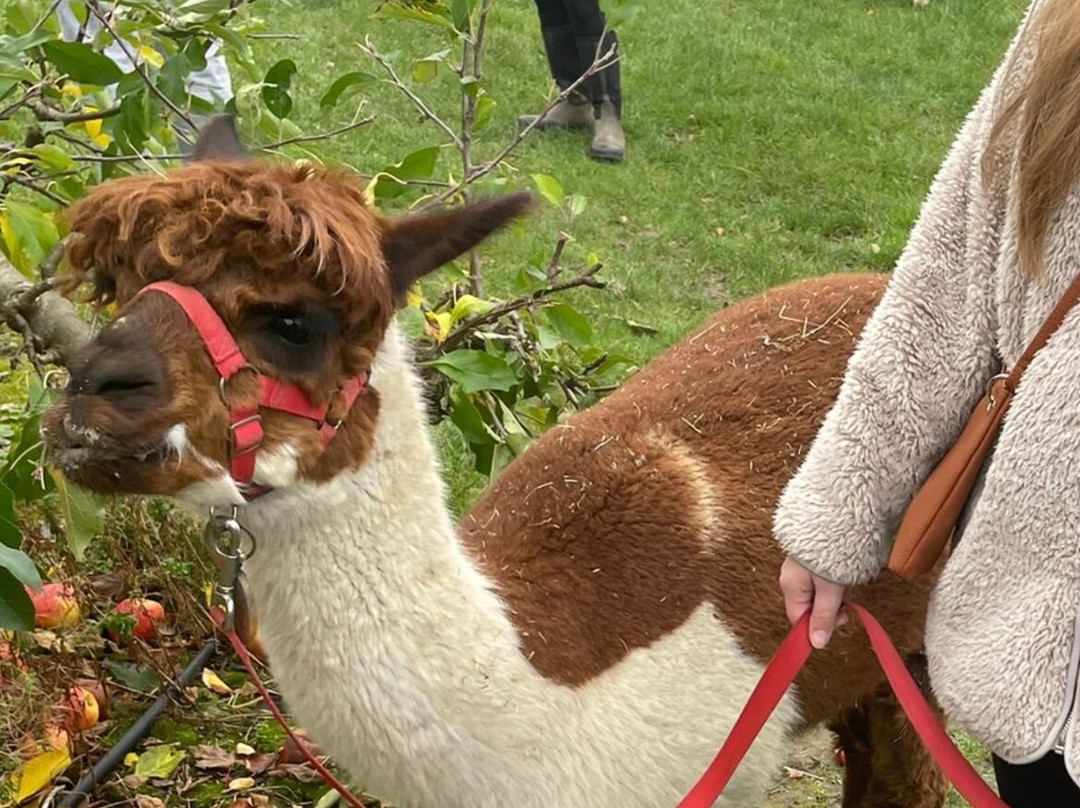 All Things Alpaca Ltd景点图片