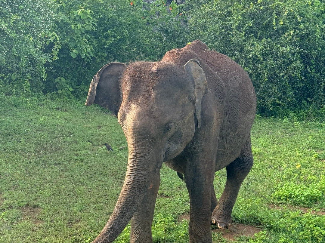 Udawalawa Safari Sri Lanka-Kirillawala必去景点