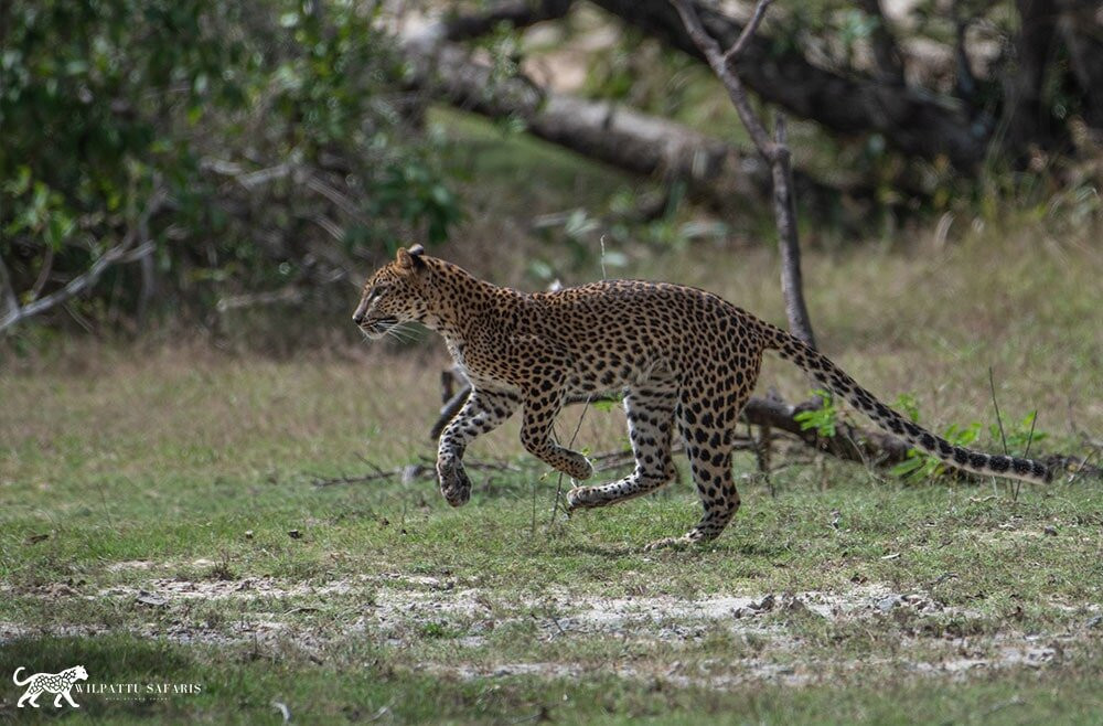 Wilpattu Safaris-Nochchiyagama必去景点