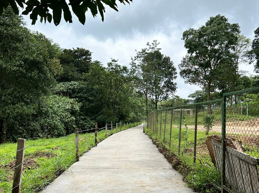 Kattikkayam Waterfalls-科塔亚姆必去景点