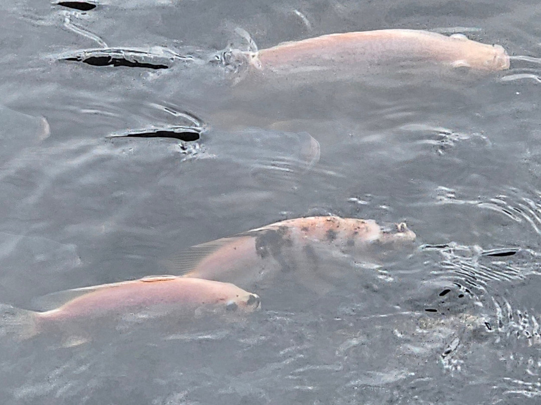 Yun Fook Trading (kolam Ikan)-根地咬必去景点