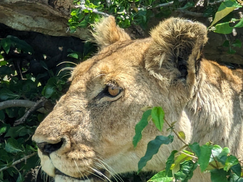 Africa Safari Classics-内罗毕必去景点