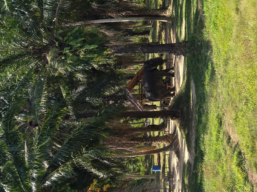 Lanta Elephant Sanctuary-兰塔岛必去景点