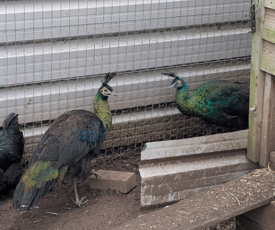 Peacocks Uk景点图片