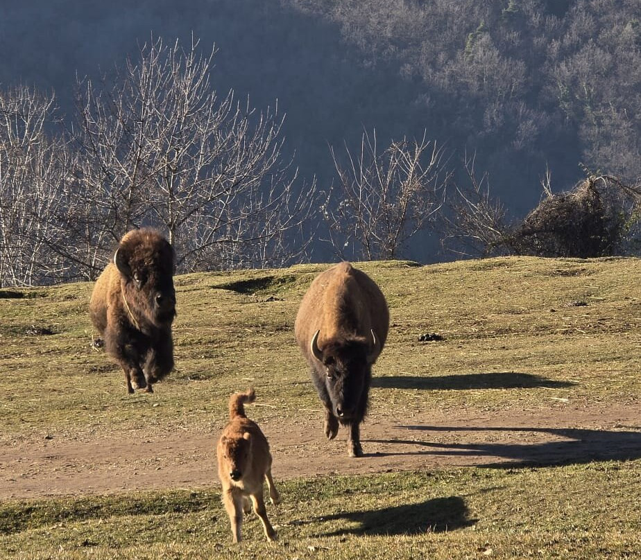 Parco Safari delle Langhe-Murazzano必去景点