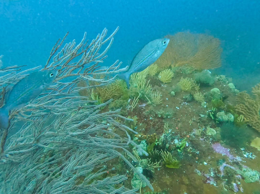 Pisces Divers-西门镇必去景点