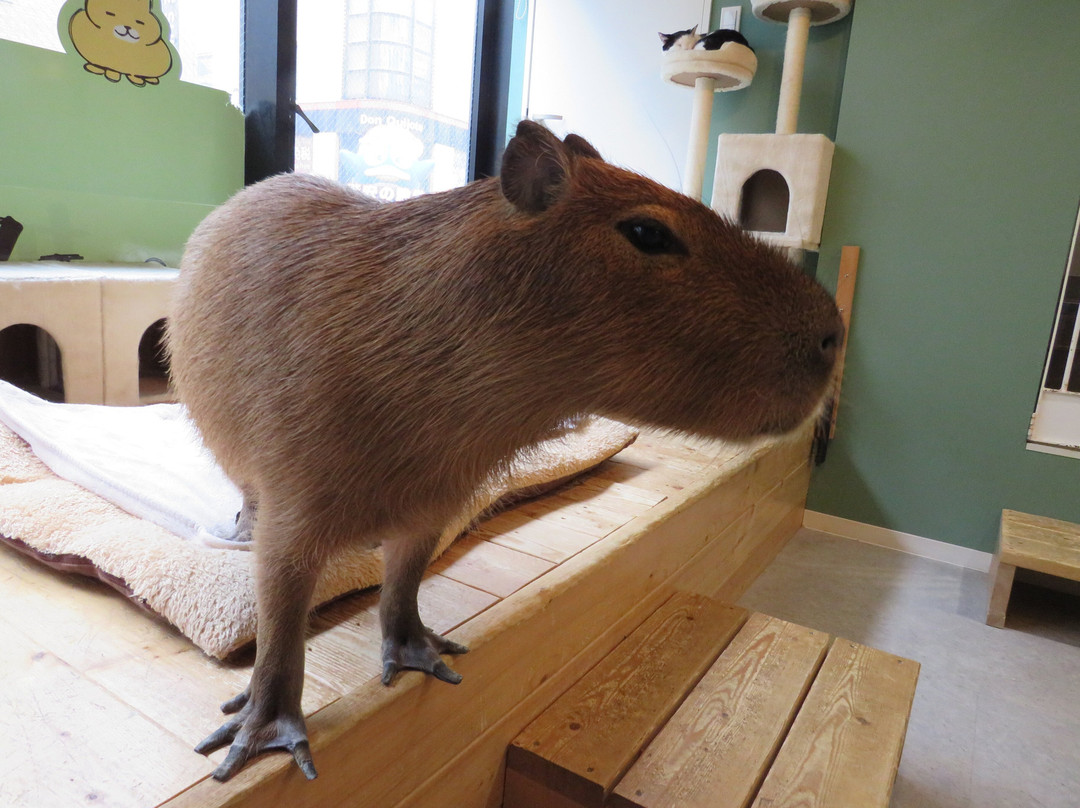 Capyneko Cafe-武藏野市必去景点