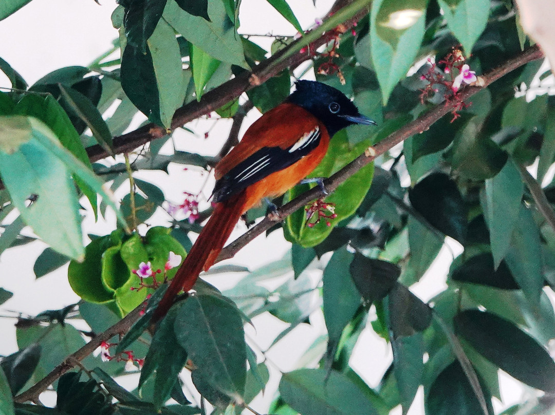 Hibiscus House主图