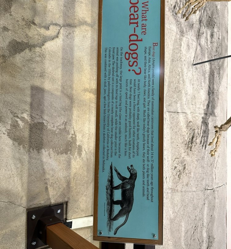 Raymond M. Alf Museum of Paleontology景点图片