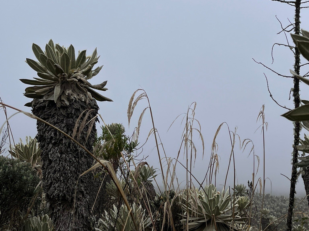 Reserva Ecologica El Ángel-El Angel必去景点