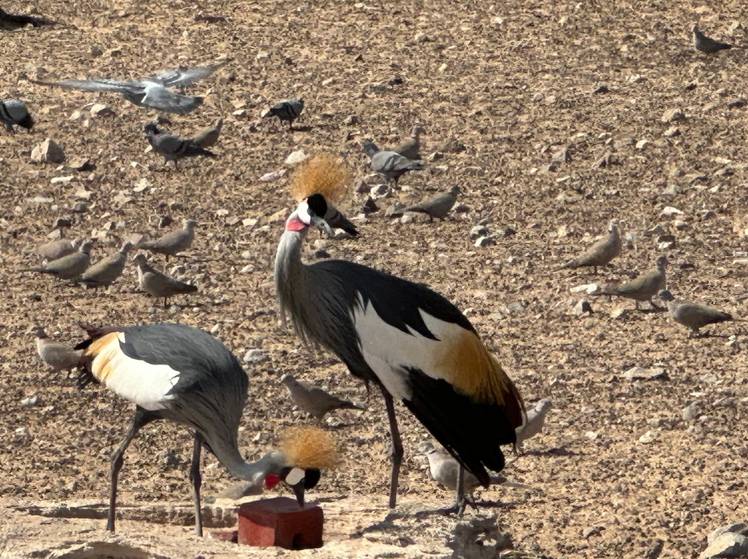 Sir Bani Yas Cruise Beach-萨巴尼亚岛必去景点