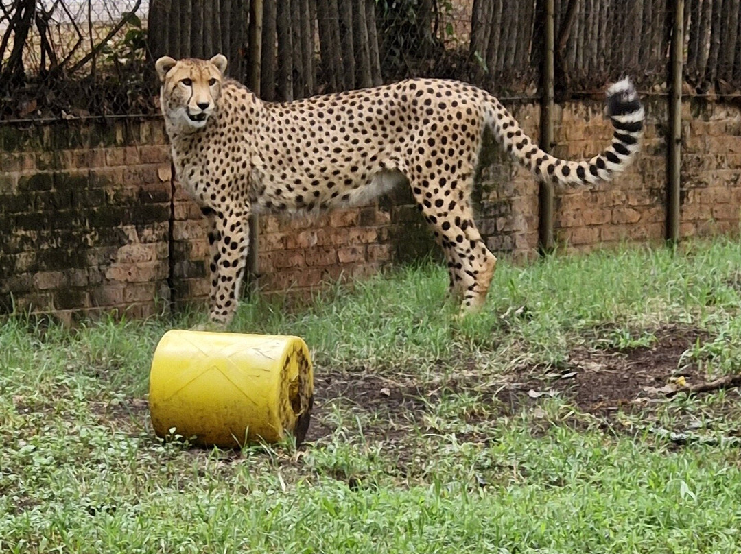 National Zoological Gardens of South Africa-比勒陀利亚必去景点