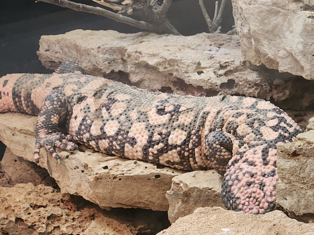 Living Desert Zoo and Gardens State Park景点图片