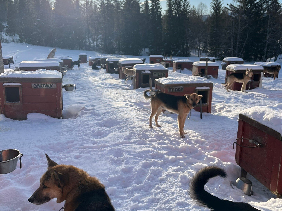 Norway Husky Adventure景点图片