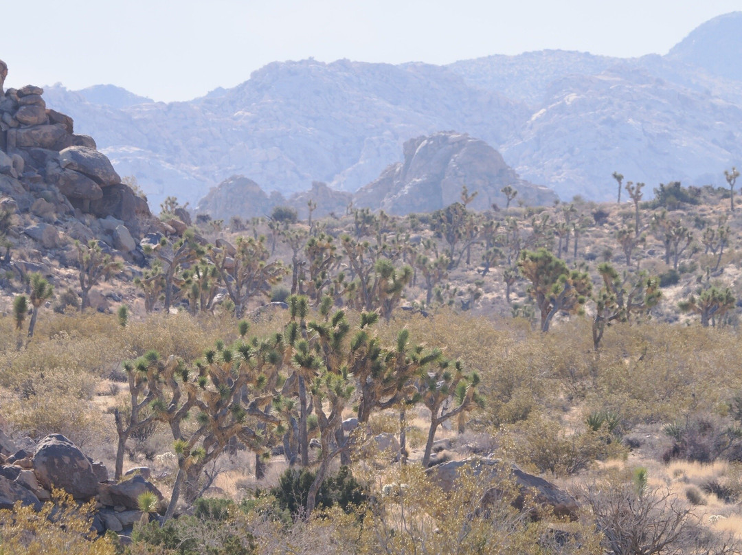 Joshua Tree National Park景点图片