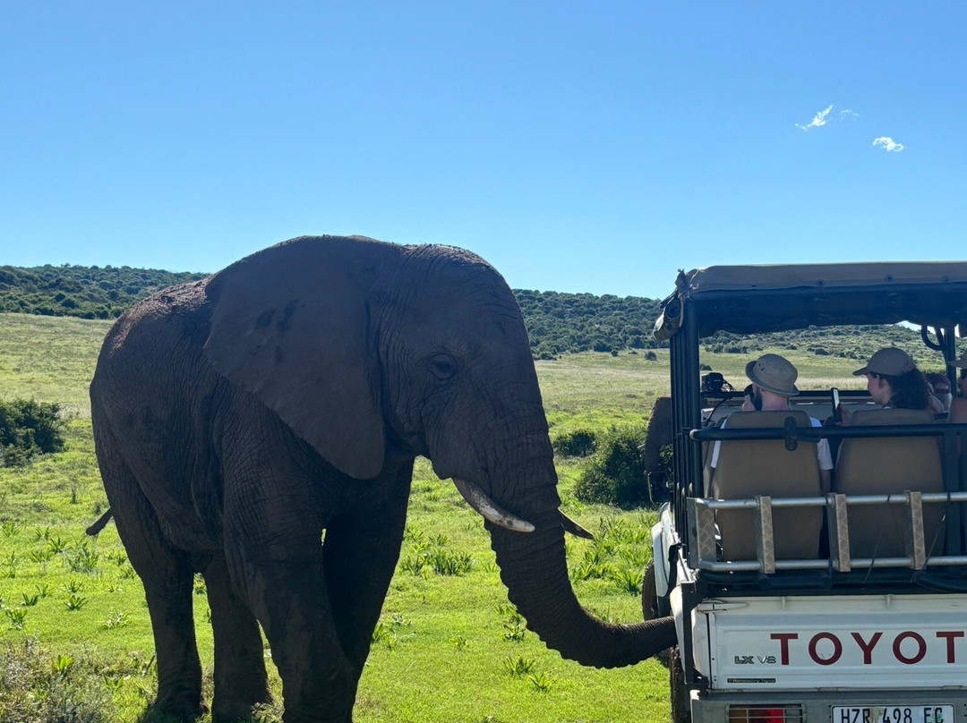 Schotia Safaris Private Game Reserve主图