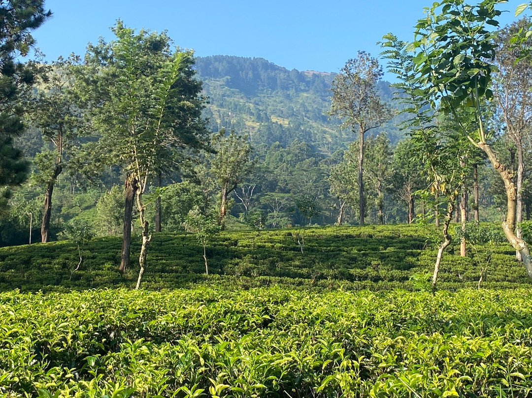 Deshan's Tour of Sri Lanka-Nawalapitiya必去景点