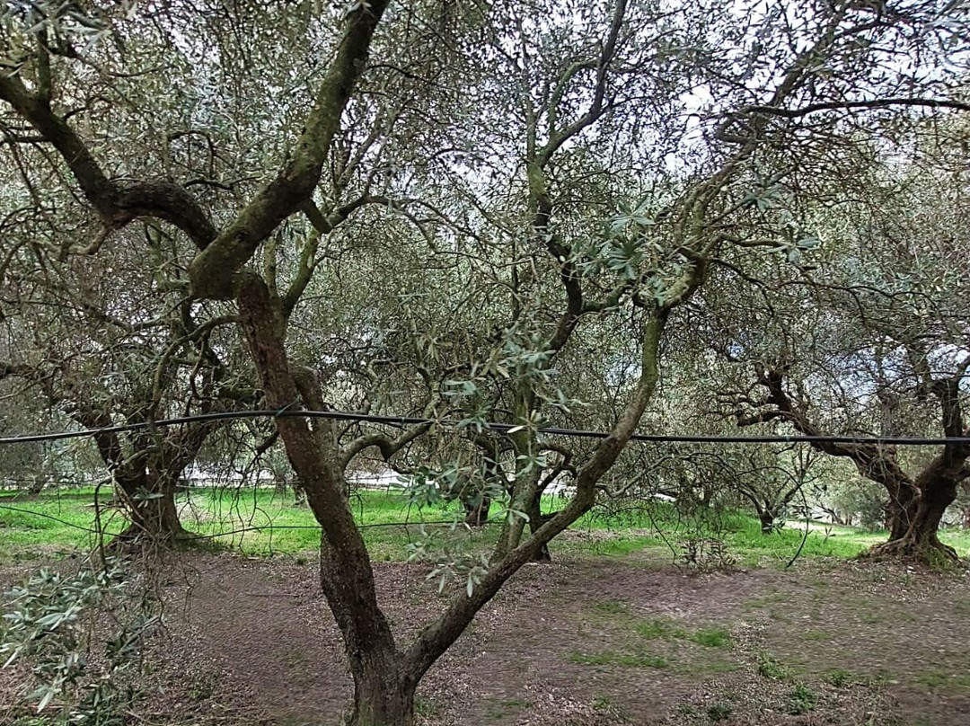 Cantina Terra Felice-Arqua Petrarca必去景点