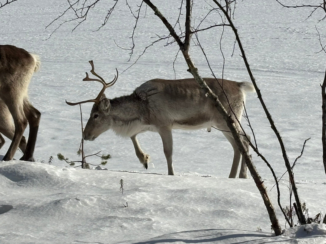 Angeli Reindeer Farm-伊纳里必去景点